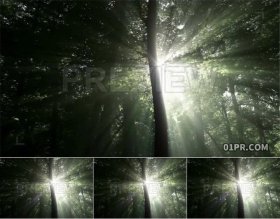 夏天清晨阳光穿透绿色森林自然风景 PR/AE/FCPX视频素材